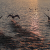 夕刻のSWAN　那珂市親水公園
