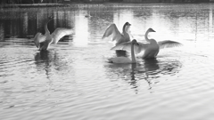 大塚池の白鳥