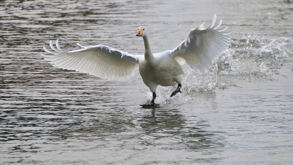 白鳥さん　お元気ですか？