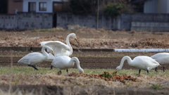 撮影禁止よ！ランチタイム