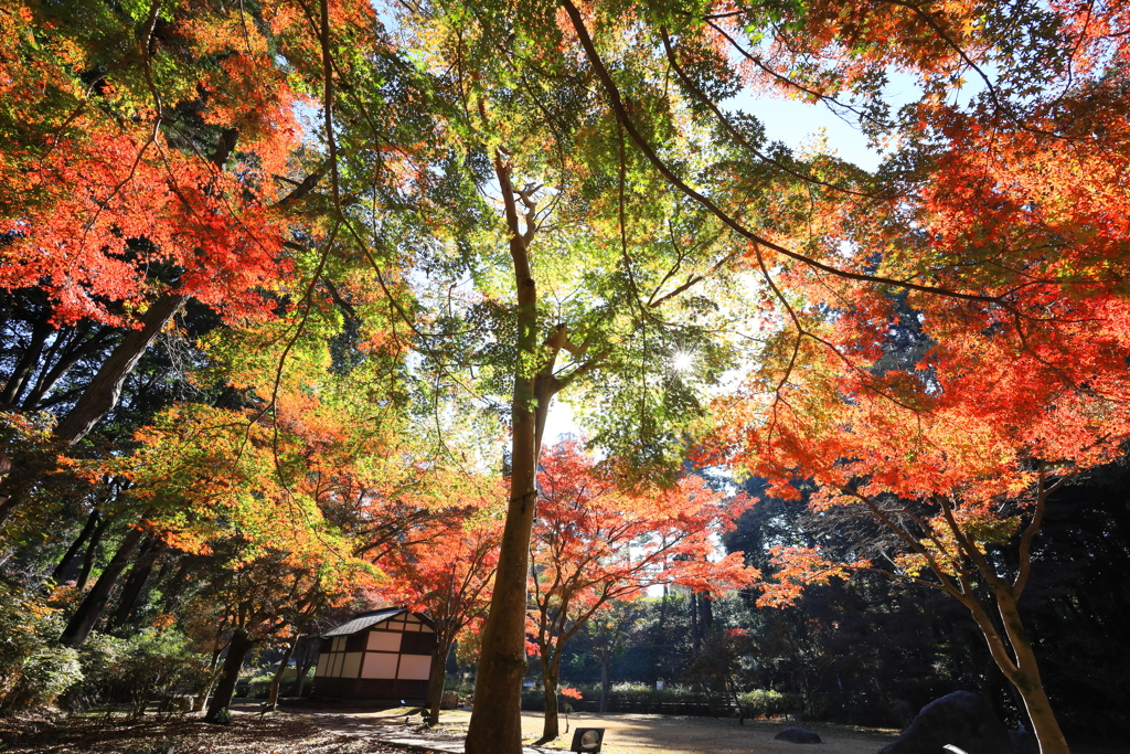 今年の紅葉狩り