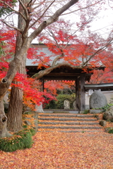 薬王寺　紅葉