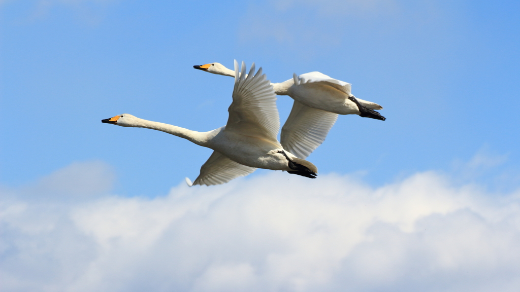 まだ生きてますか？