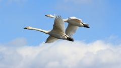 まだ生きてますか？