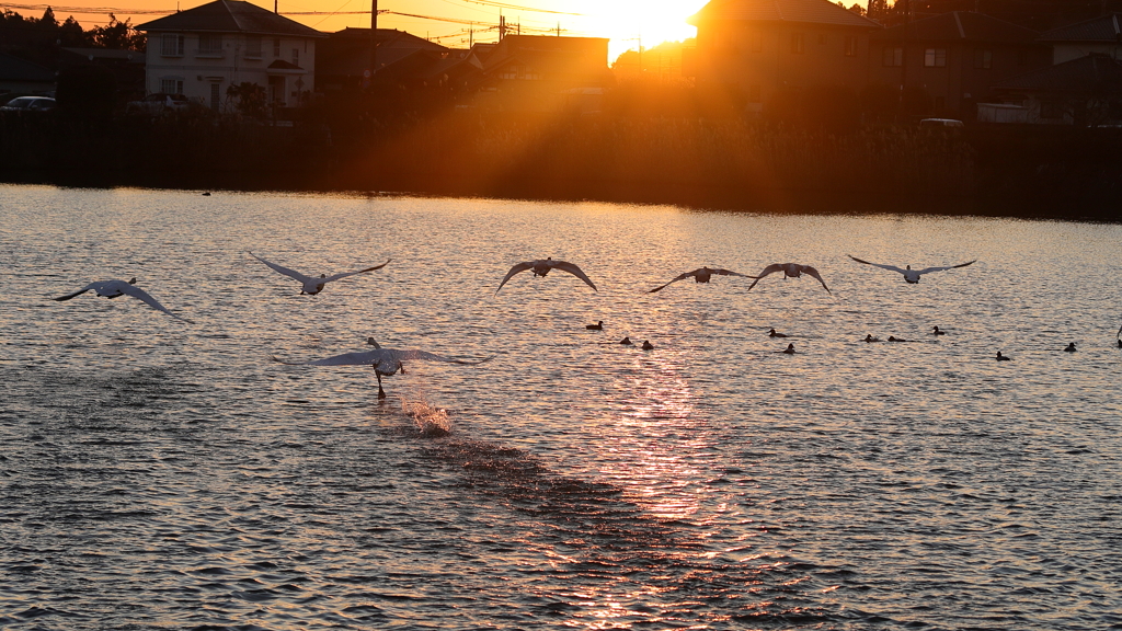 夕刻のSWAN　那珂市親水公園