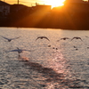 夕刻のSWAN　那珂市親水公園