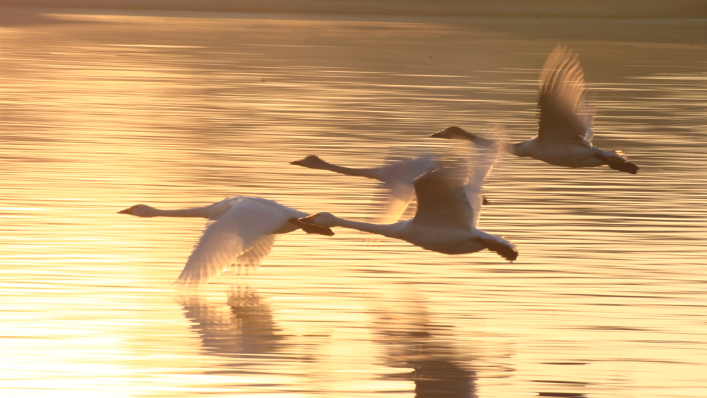 まだ生きてますか？