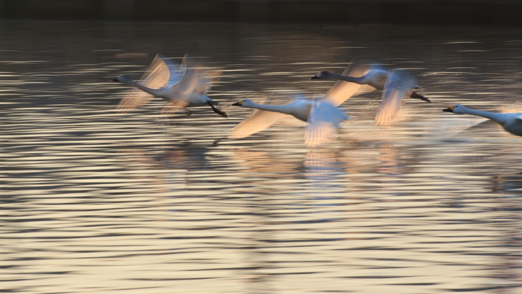 まだ生きてますか？