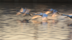 まだ生きてますか？