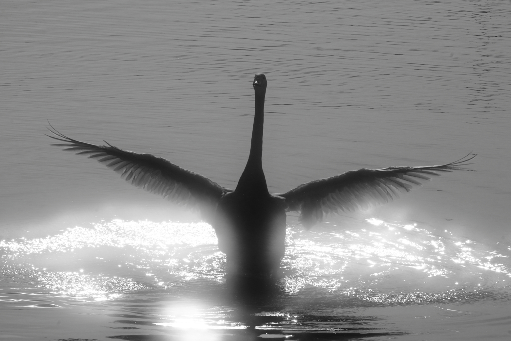 T SWAN