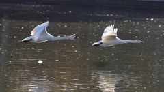 大塚池の白鳥