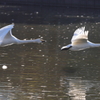 大塚池の白鳥