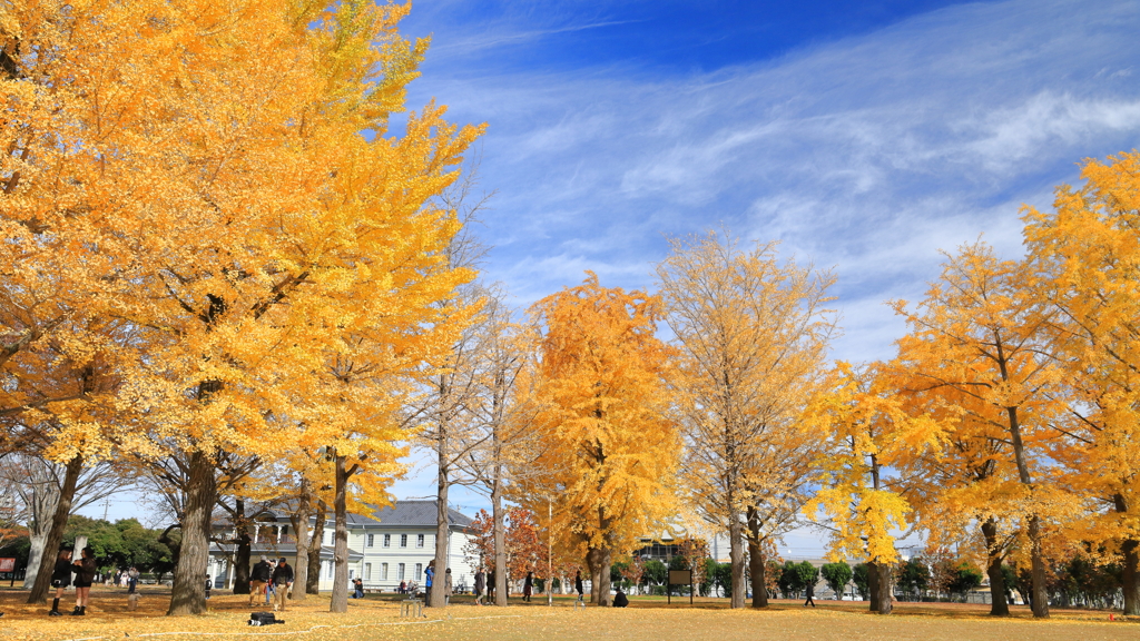 銀杏並木　水戸歴史館