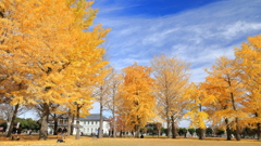 銀杏並木　水戸歴史館
