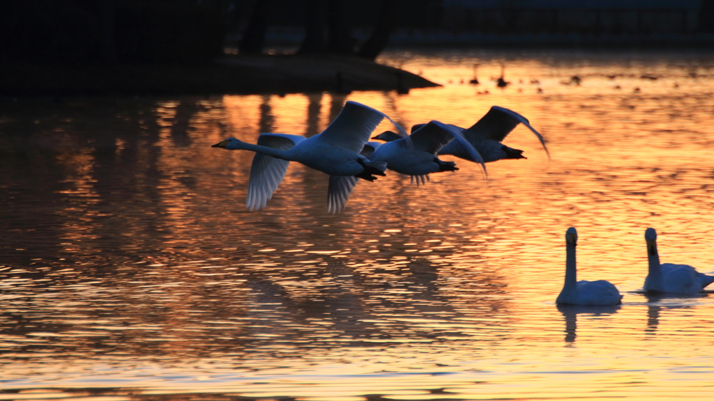 白鳥さん　お元気ですか？