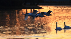 白鳥さん　お元気ですか？
