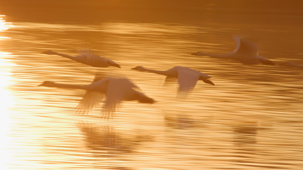 まだ生きてますか？