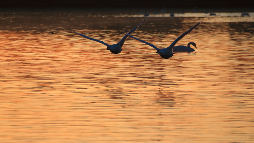 白鳥さん　お元気ですか？