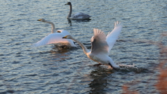 夕刻のSWAN　那珂市親水公園