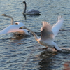 夕刻のSWAN　那珂市親水公園