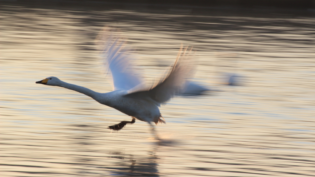 まだ生きてますか？