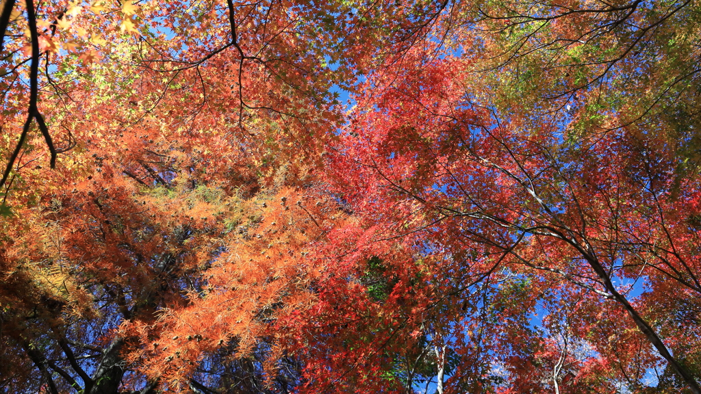 紅葉狩り