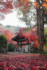 薬王寺　紅葉
