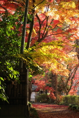 薬王寺　紅葉
