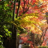 薬王寺　紅葉