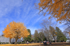 銀杏並木　水戸歴史館