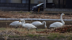 撮影禁止よ！ランチタイム