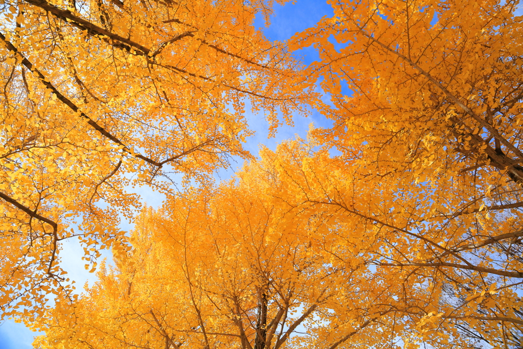 銀杏並木　水戸歴史館