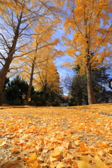 銀杏並木　水戸歴史館