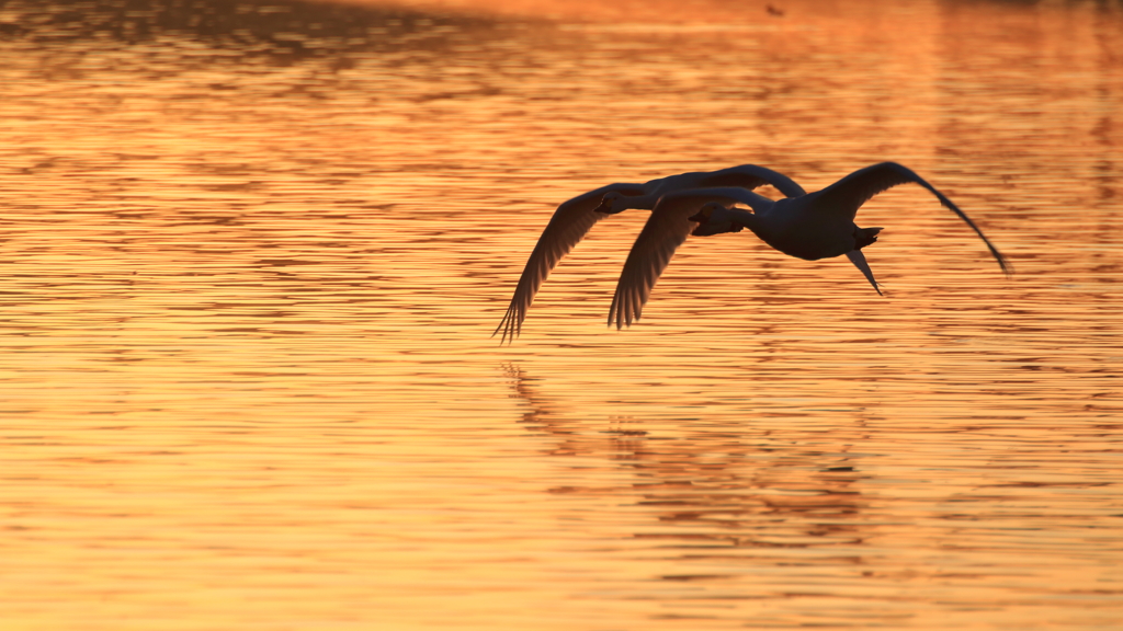 白鳥さん　お元気ですか？