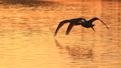 白鳥さん　お元気ですか？