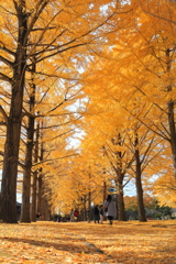 銀杏並木　水戸歴史館