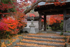 薬王寺　紅葉
