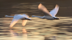 まだ生きてますか？