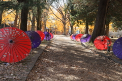 銀杏並木　水戸歴史館