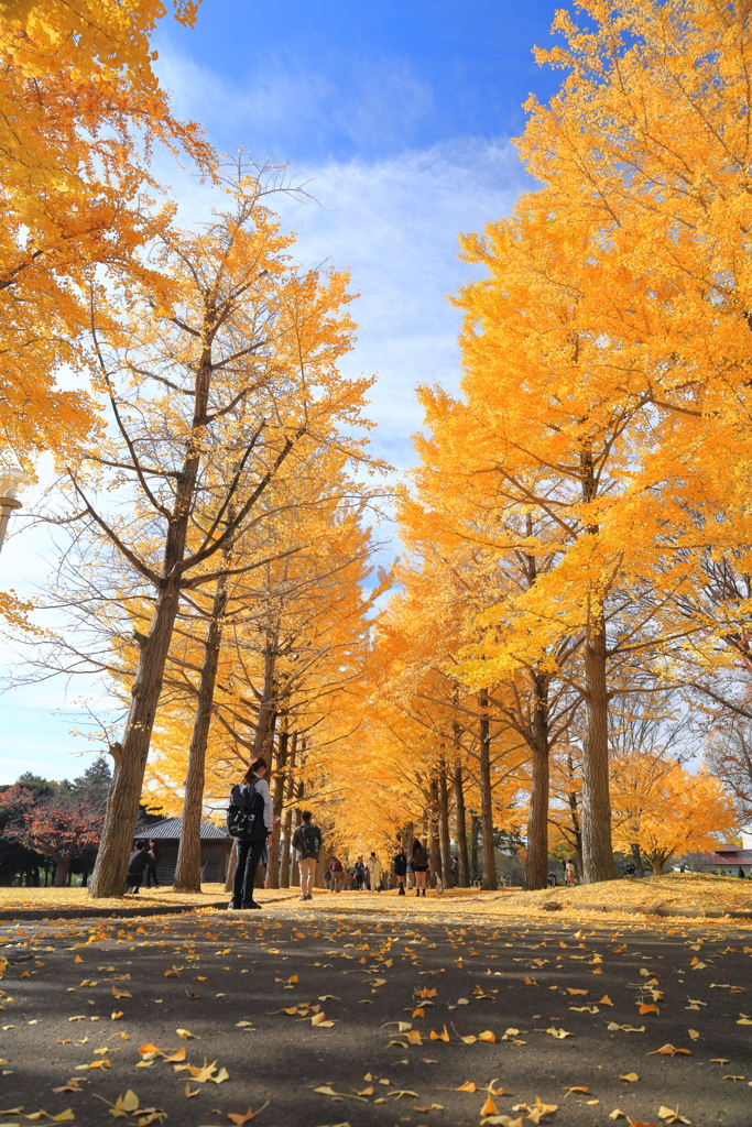 銀杏並木　水戸歴史館
