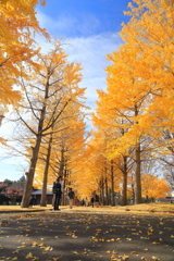 銀杏並木　水戸歴史館