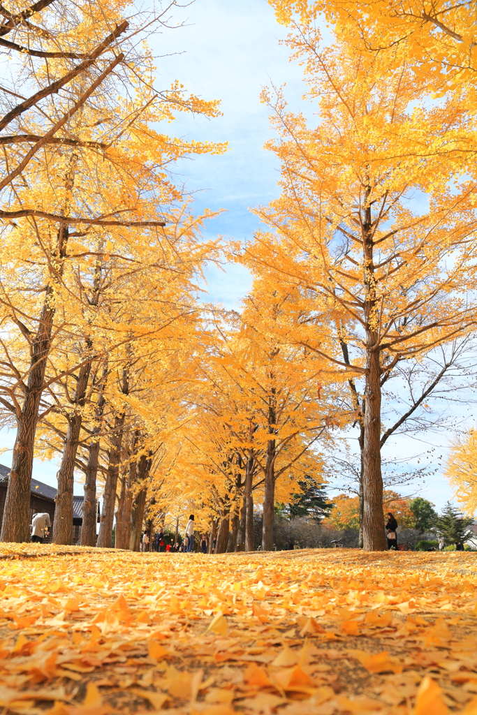 銀杏並木　水戸歴史館