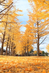 銀杏並木　水戸歴史館