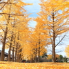 銀杏並木　水戸歴史館