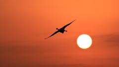 白鳥さん　お元気ですか？