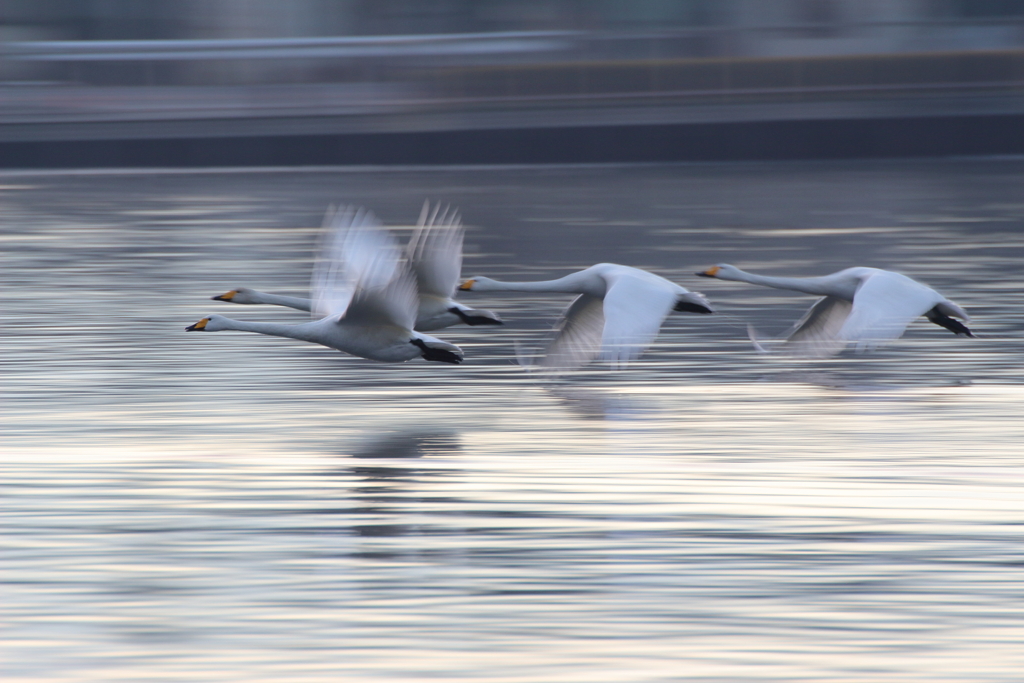 まだ生きてますか？
