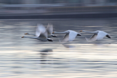 まだ生きてますか？