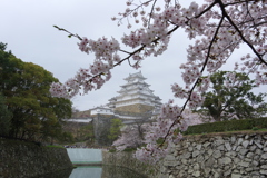 姫路城と桜３