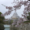 姫路城と桜３