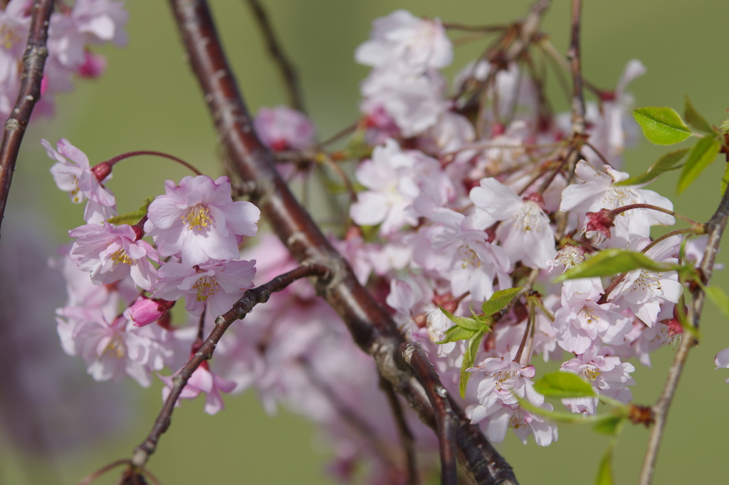 2017桜